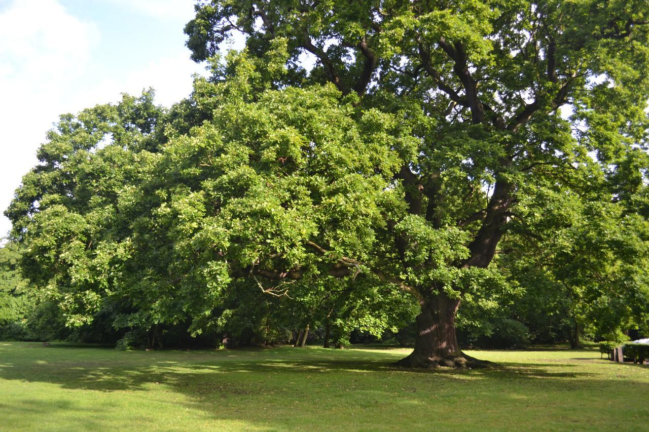 מלון צ'ינגפורד Gilwell Park מראה חיצוני תמונה