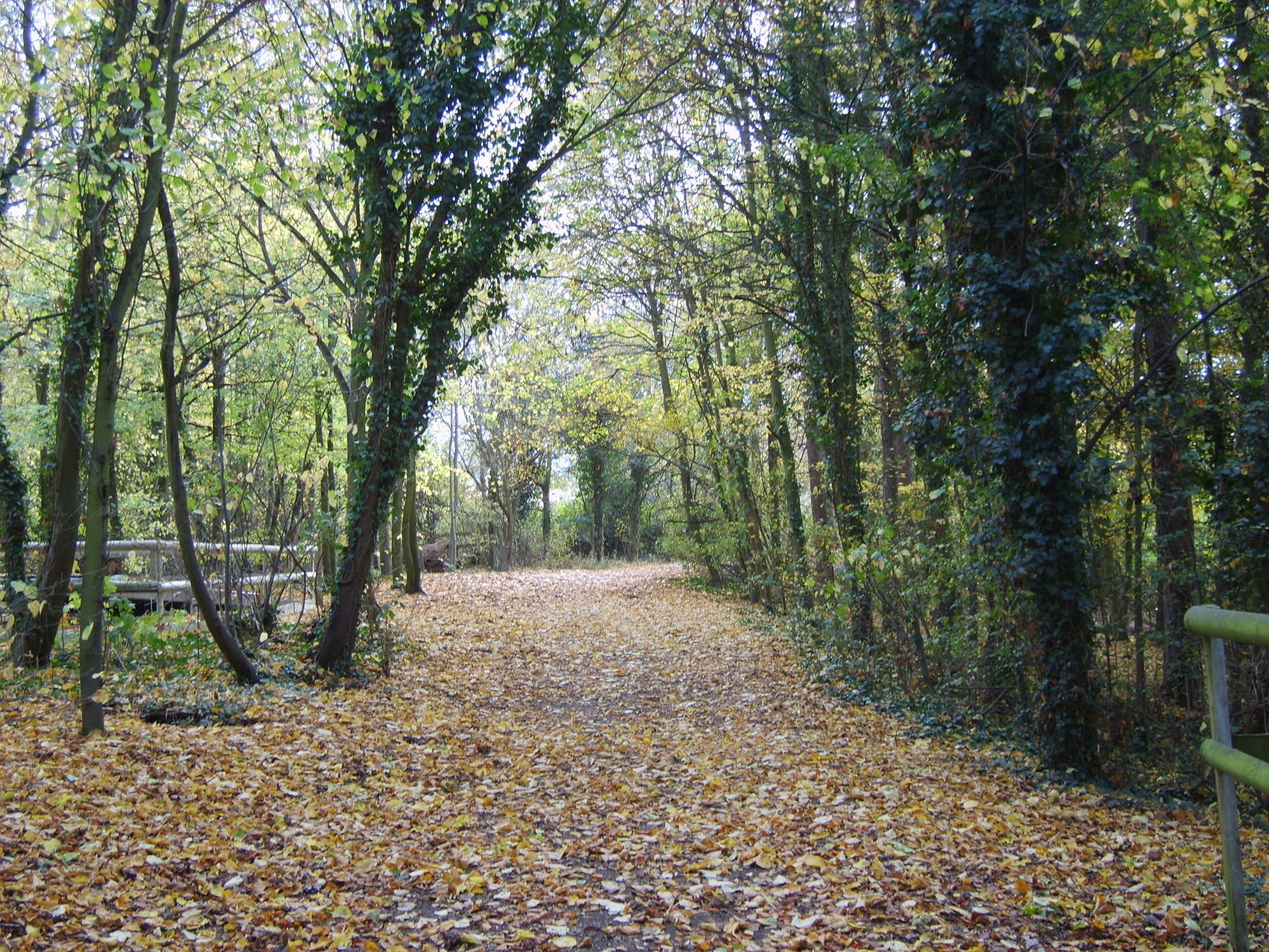 מלון צ'ינגפורד Gilwell Park מראה חיצוני תמונה